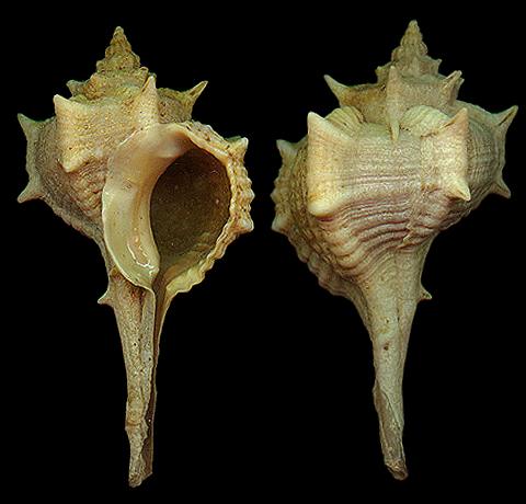 上图:地中海的染料骨螺(Bolinus brandaris),每个骨螺只能产生一滴紫色颜料,所以非常贵重,被人?当?作?权力?、?荣耀?和?财富?的象征。?古代?罗马?的?法令?规定?,?如果?平民?穿?上?染?了?上等?紫色?的?袍服?,?就?会?背?上?叛国?的?罪名?。古代?腓尼基??港口推罗?以?贩卖?紫色?衣料?驰名?,所以罗马?帝国?把?紫色?叫?作推罗紫?。