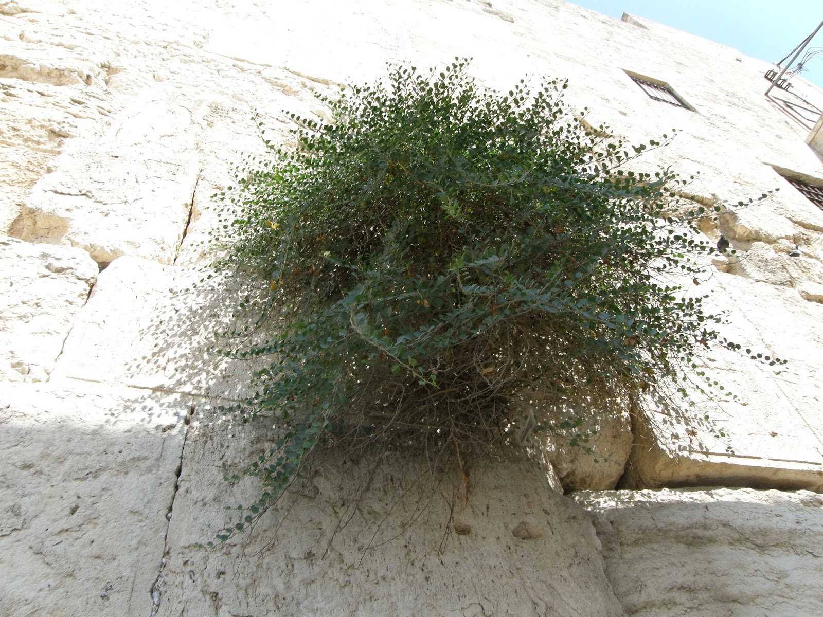 上图:耶路撒冷西墙石缝里生长的刺山柑(Capers),可能就是牛膝草(Hyssop)。牛膝草生长于石缝和牆上(王上四33),有人认为是以色列常见的墨角兰(Origanum Marjoram),也有人认为是刺山柑(Thorny Capers),它们都是普通平凡的植物,枝条和厚叶多毛。 出埃及时,以色列用牛膝草把逾越节祭牲的血涂在门楣和两边门柱上(出十二22)。西奈山立约时,摩西用牛膝草蘸血和水洒在约书上和百姓身上(来九19)。为消除了麻风病的人或房子进行洁淨礼时,也用到牛膝草(利十四4、6、49、51)。牛膝草也用来制作红母牛灰做的除污秽的水(民十九6),并用来蘸这水去洁净人和器皿(民十九18)。