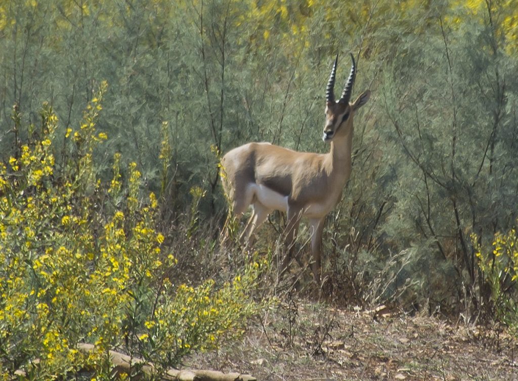 上图:耶路撒冷羚羊谷(Gazelle Valley)的以色列瞪羚(Israeli gazelle)。以色列瞪羚是以色列国家的象征(National Animal of Israel),也被称为山区瞪羚,属于羚羊亚种,以色列瞪羚以嫩草和树皮为食,身材苗条,脖子长,后腿比前腿长。